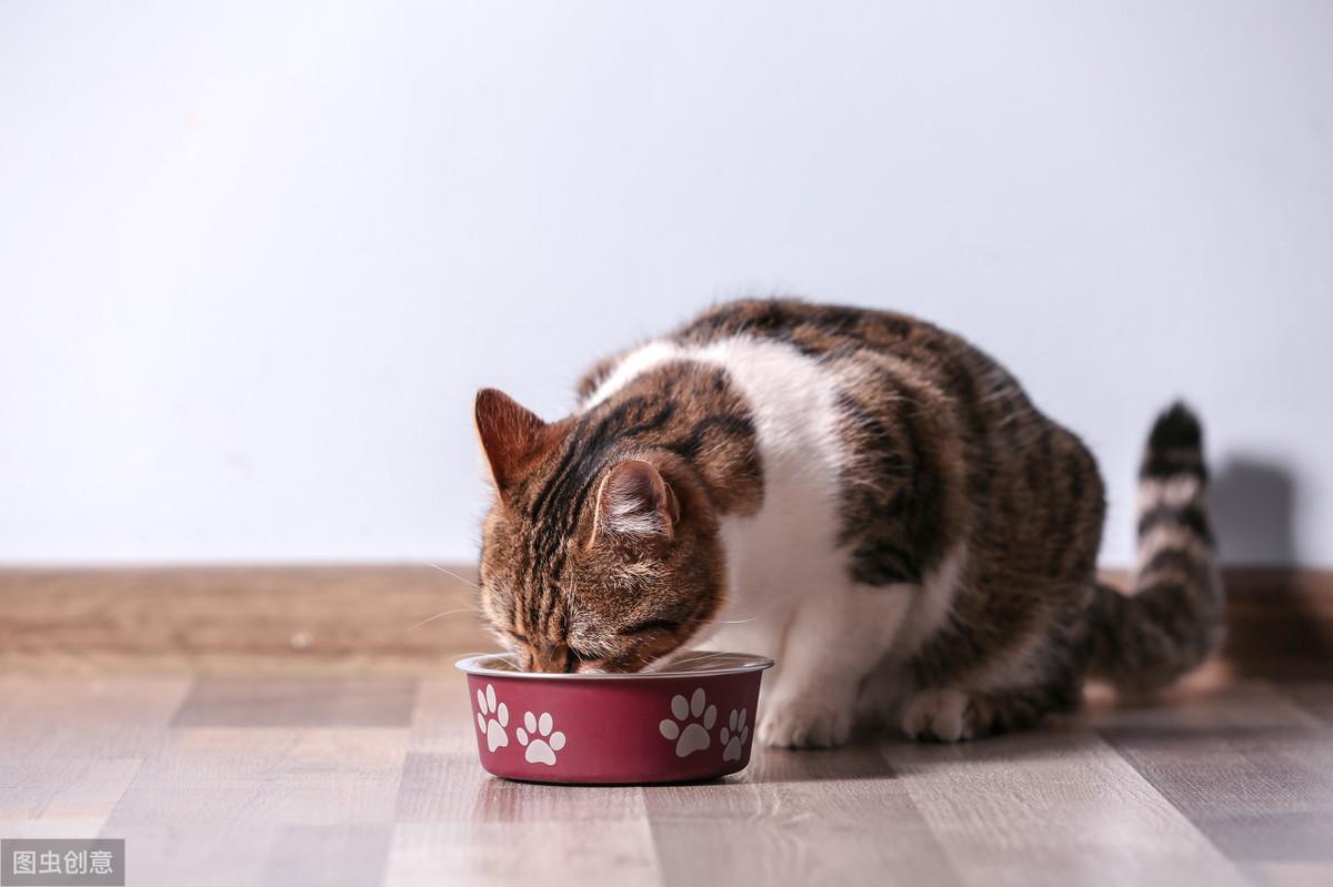 两个月猫咪吃什么，全面解析幼猫饮食指南