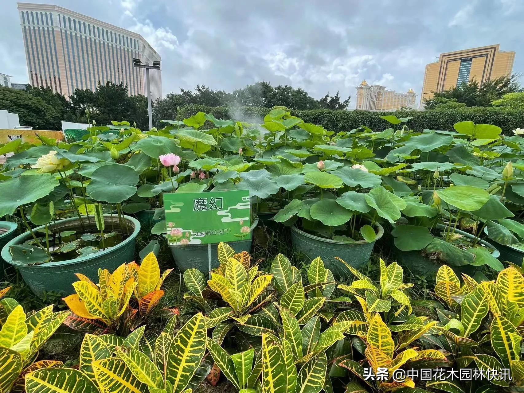 江苏科技技术职业学院与澳门的合作，开启职业教育新篇章